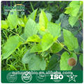 Mulberry Leaf Powder Extract